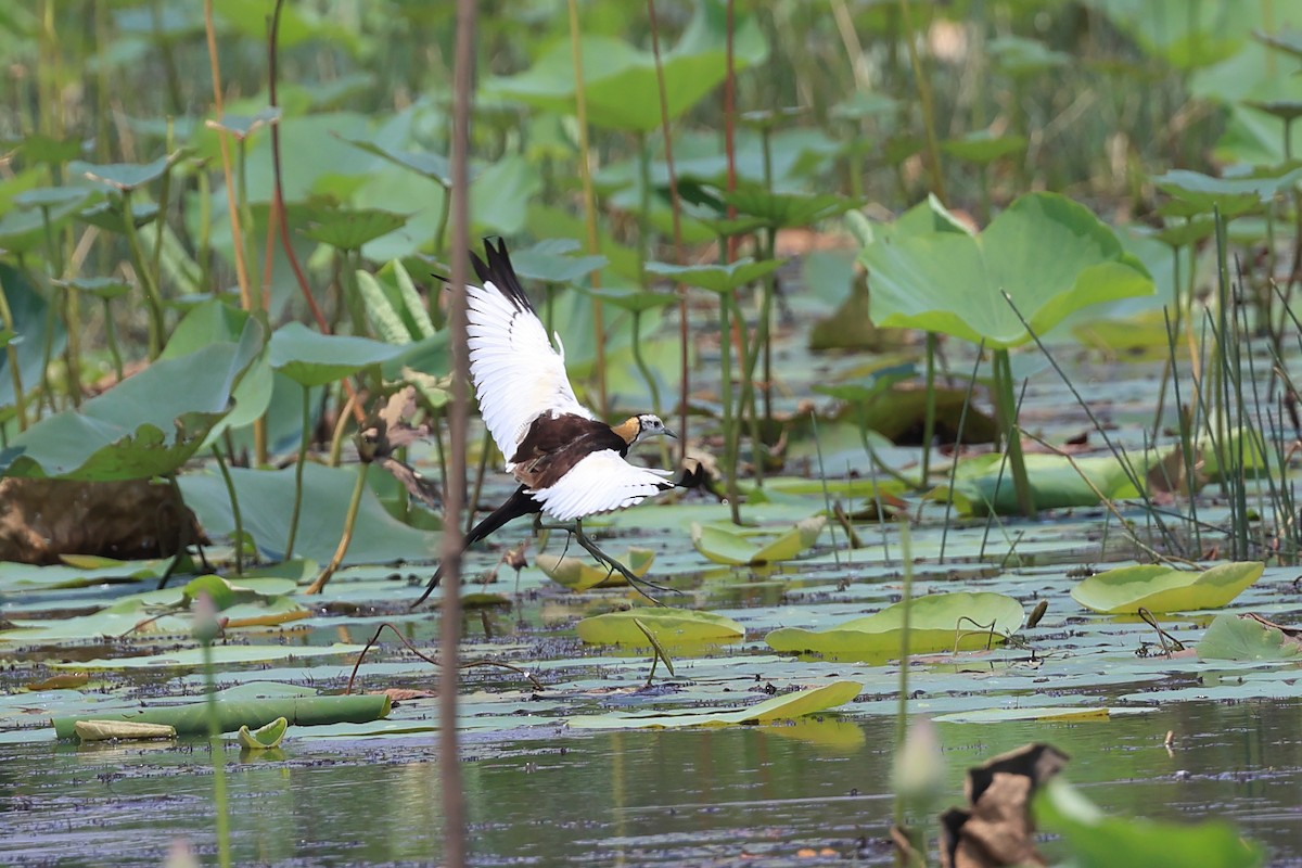 Pheasant-tailed Jacana - Abhishek Shroti