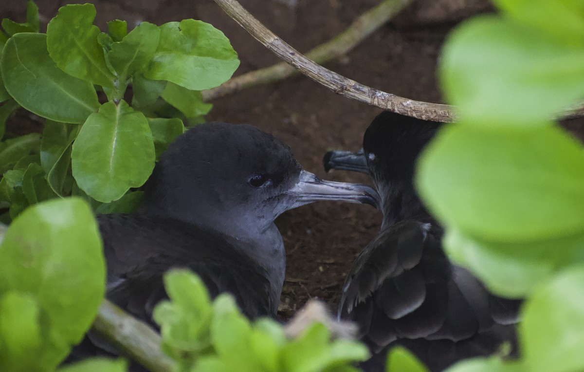 Wedge-tailed Shearwater - Keane Sammon