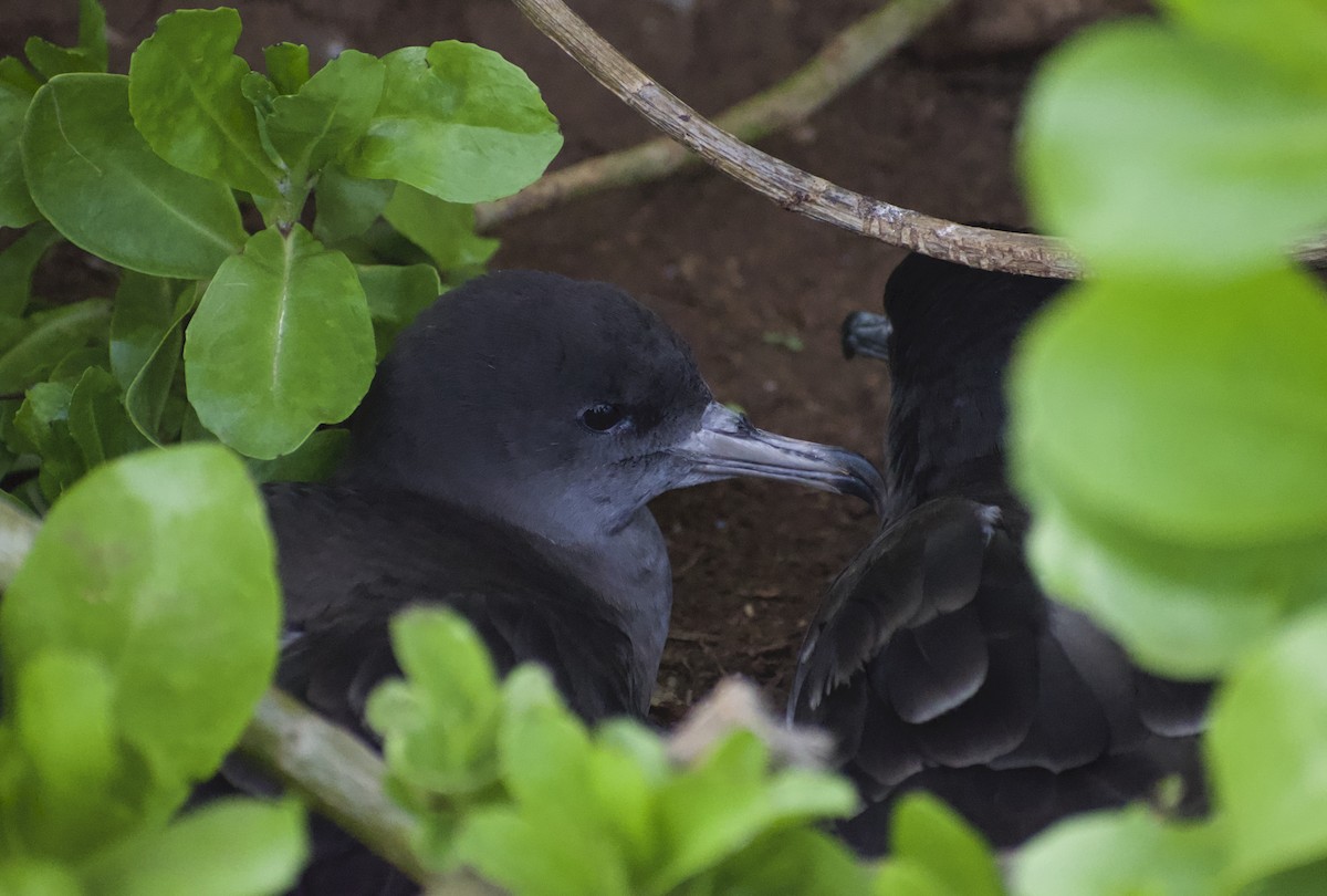 Wedge-tailed Shearwater - Keane Sammon