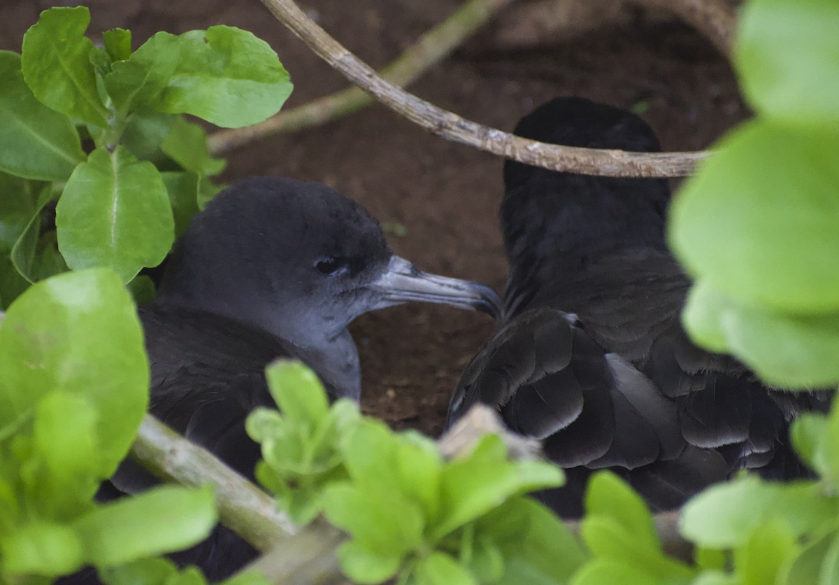 Wedge-tailed Shearwater - Keane Sammon