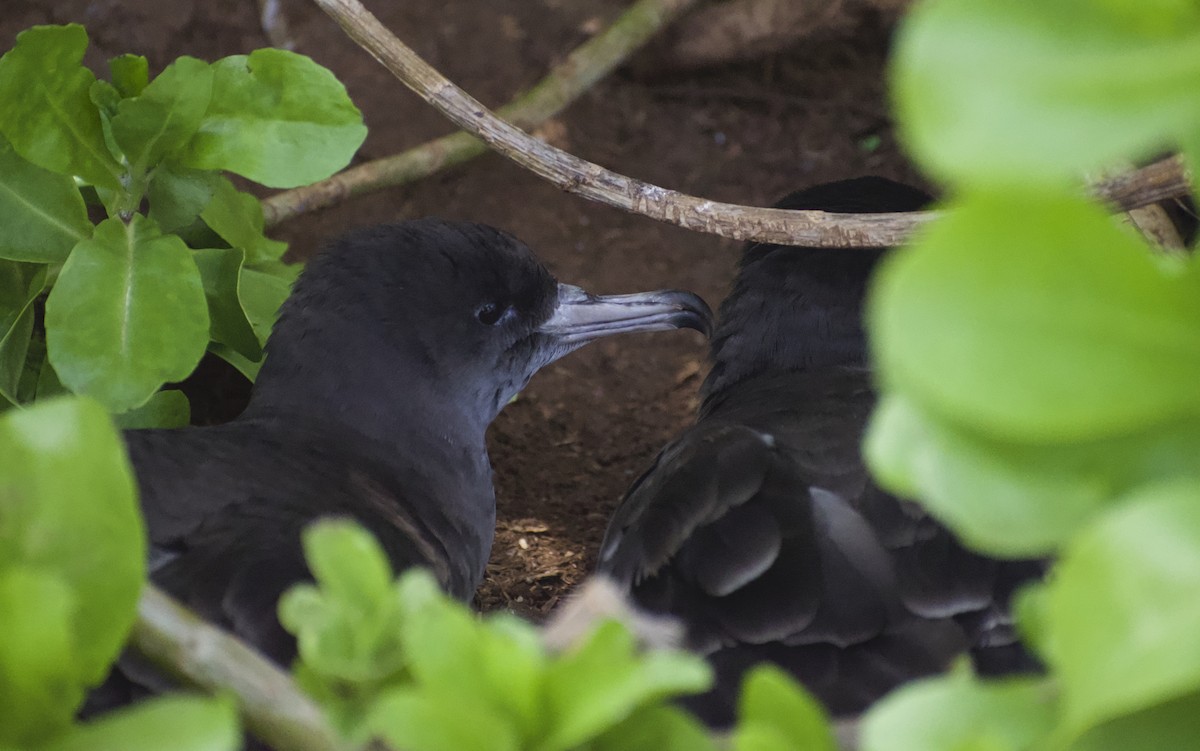 Wedge-tailed Shearwater - Keane Sammon