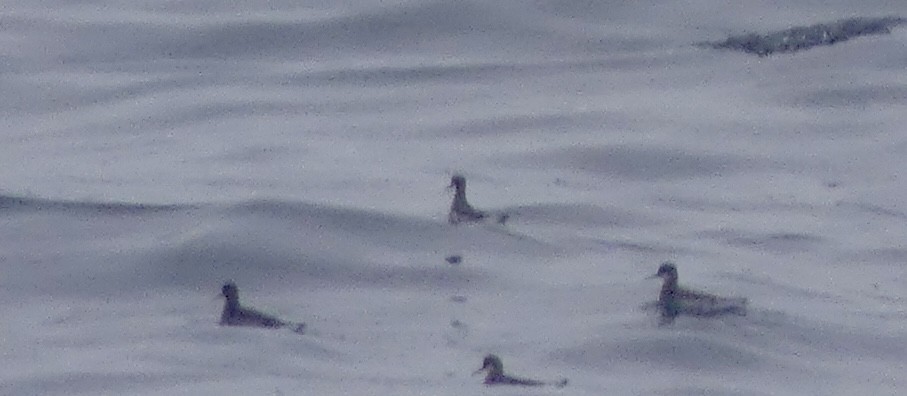 Red-necked Phalarope - Jessica Bishop