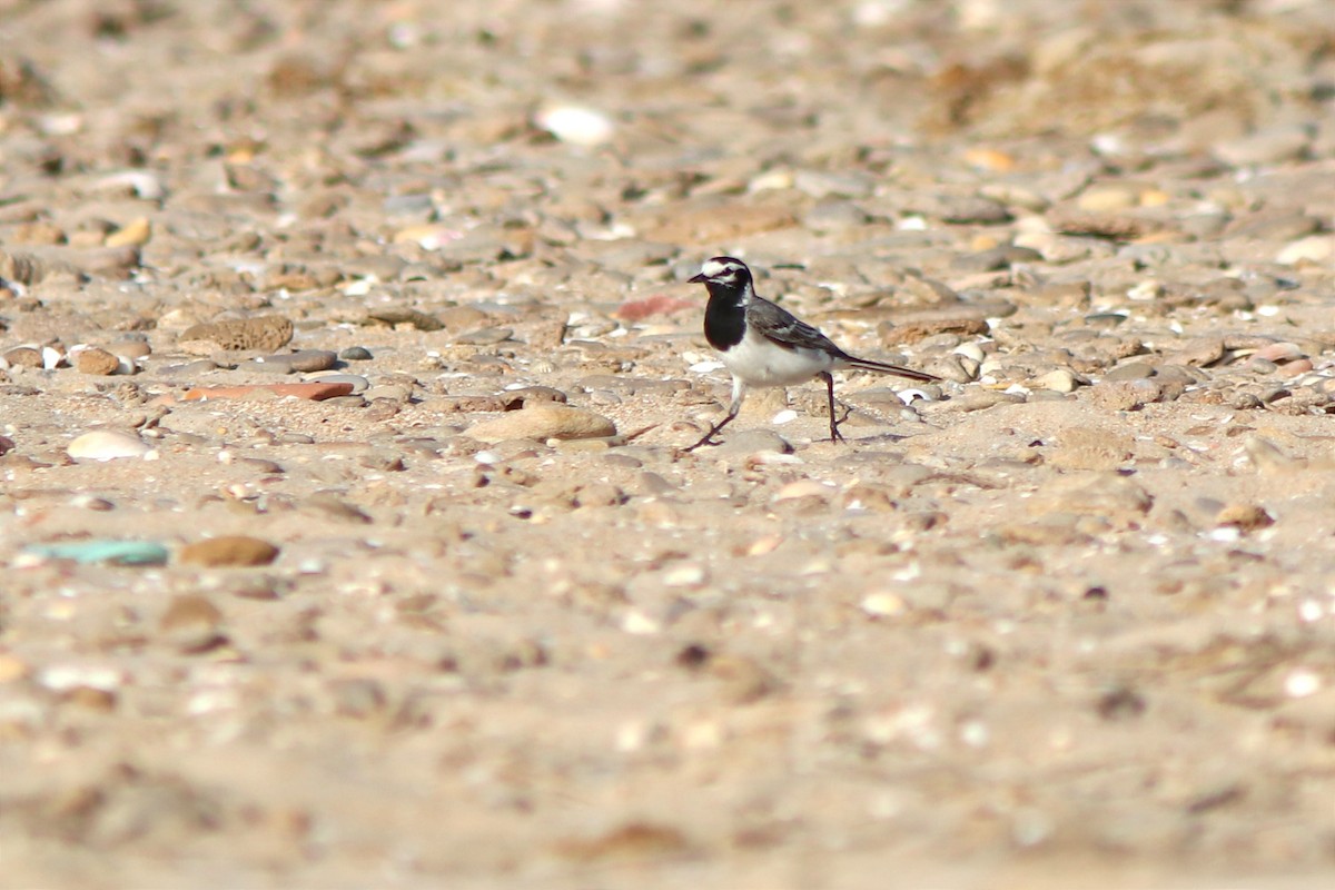White Wagtail (Moroccan) - Guillermo Piñal