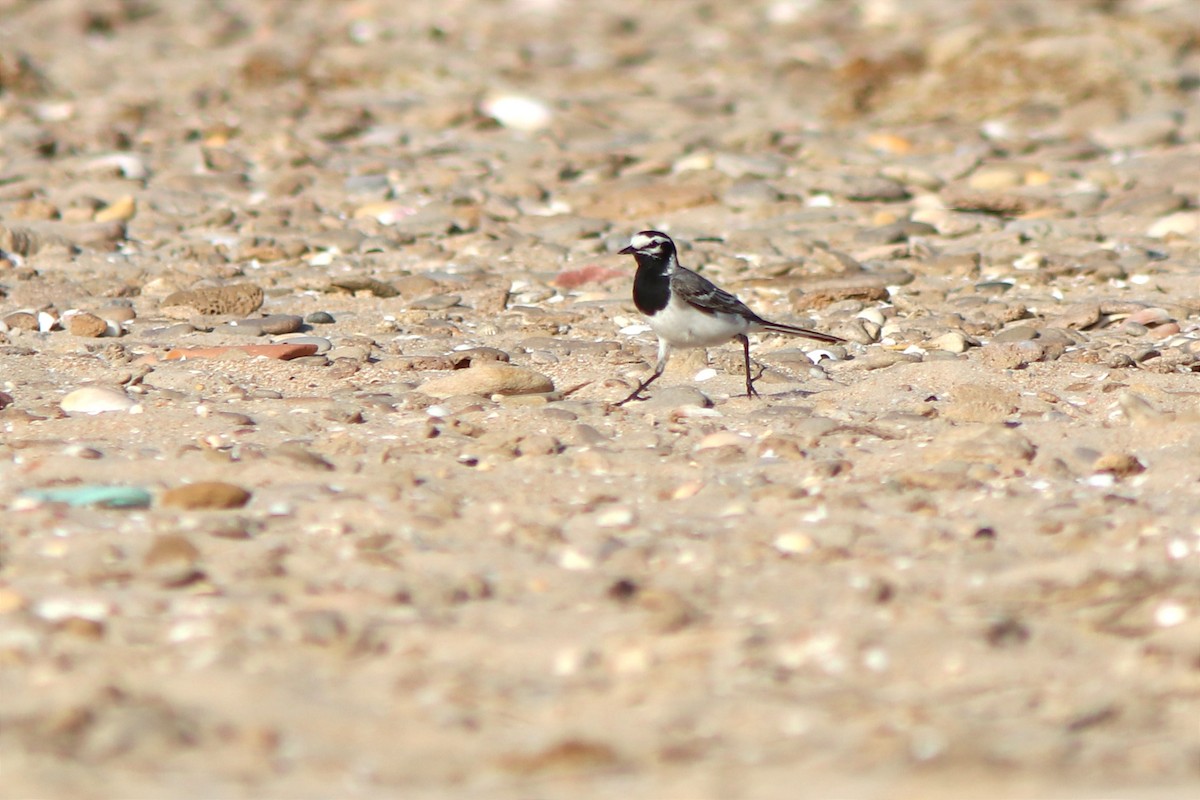 White Wagtail (Moroccan) - ML619519780