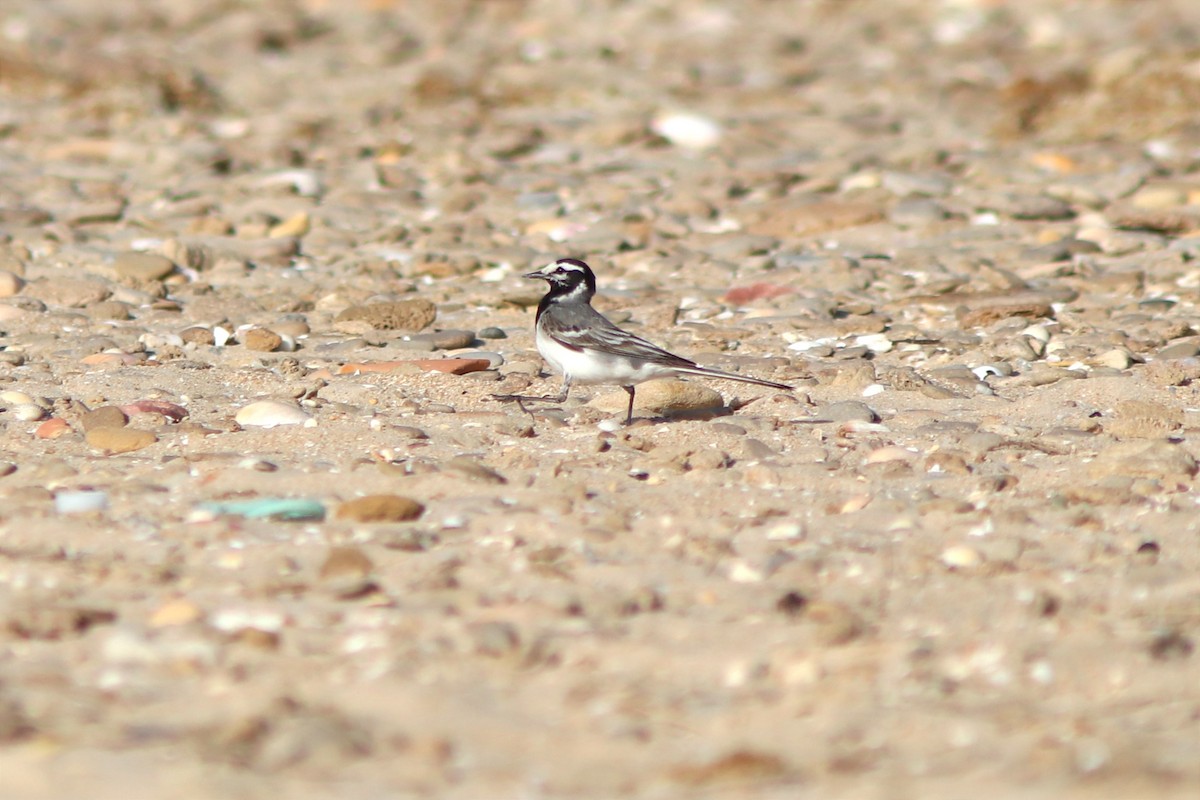 White Wagtail (Moroccan) - ML619519781