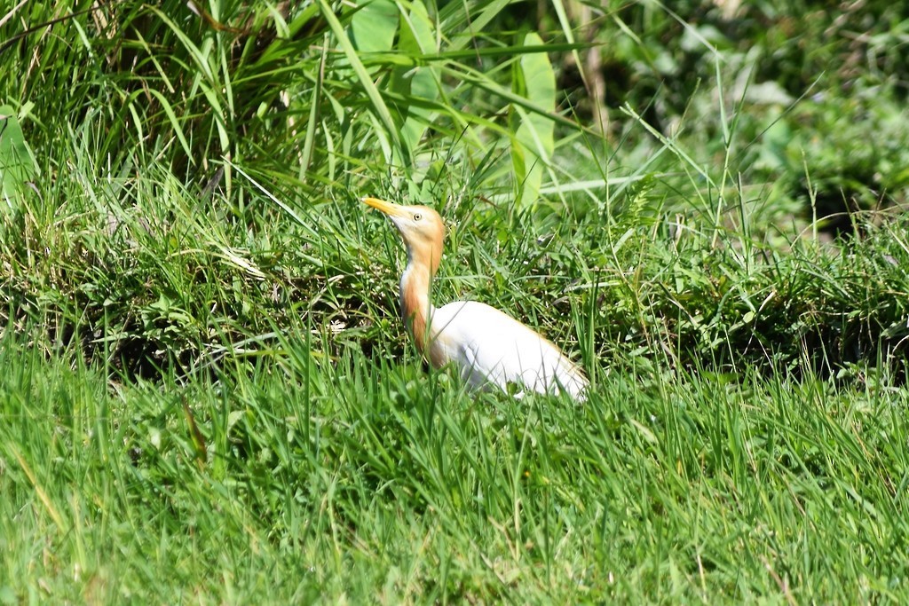 Eastern Cattle Egret - Jorge Juan Rueda