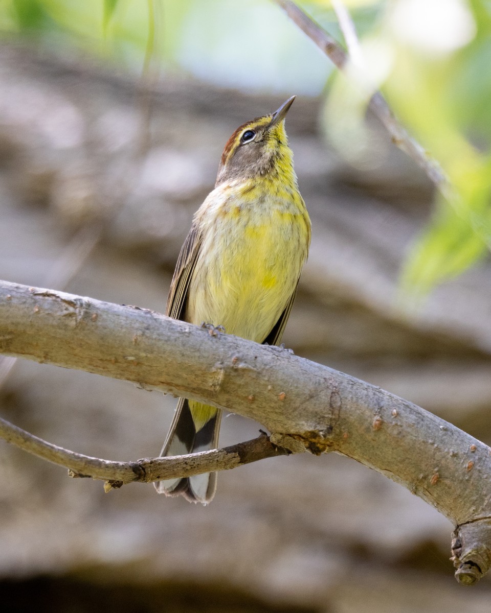 Palm Warbler - Varun Sharma