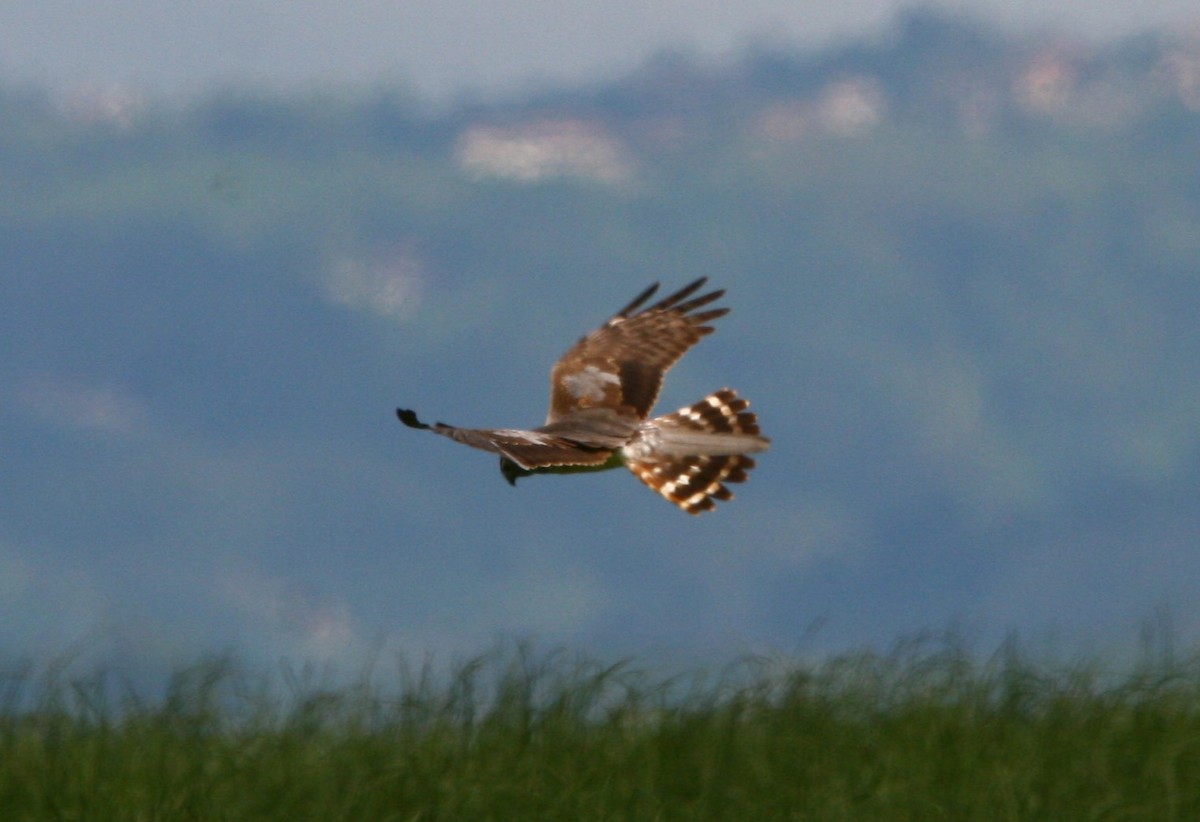 Montagu's Harrier - Elan Federico Zucchetti