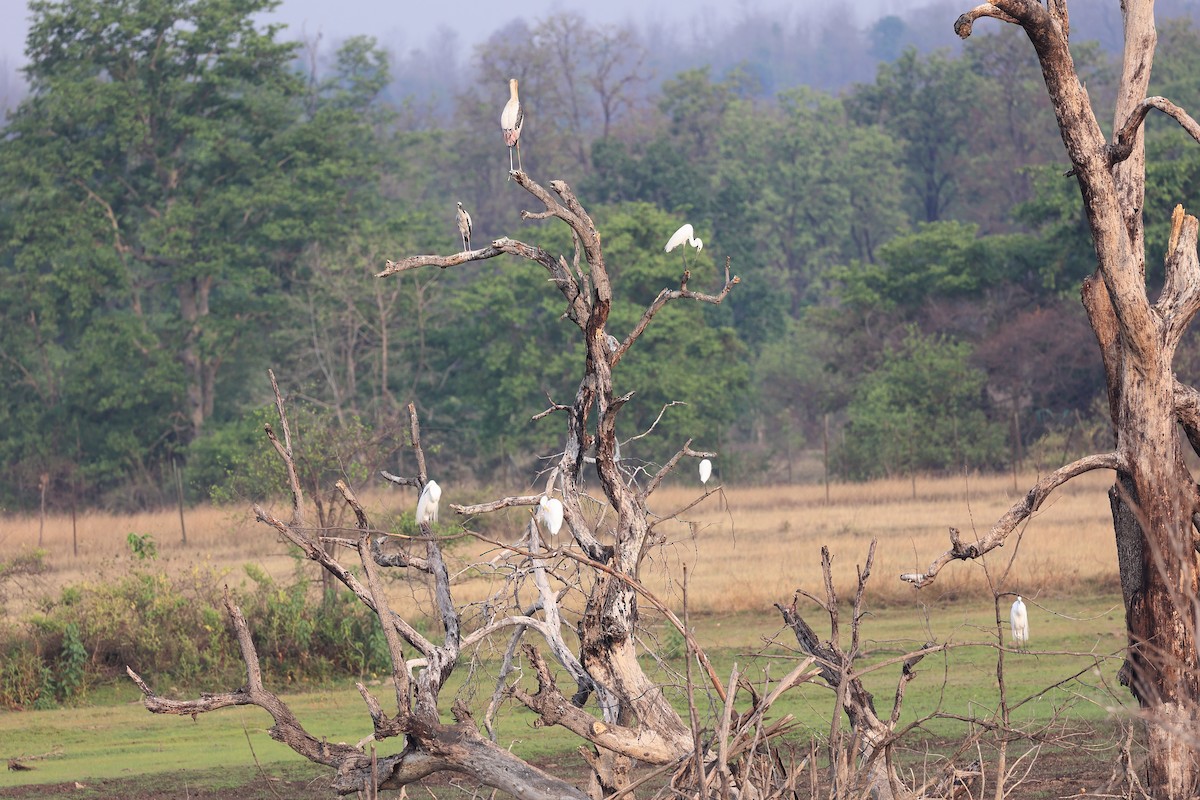 Painted Stork - Abhishek Shroti