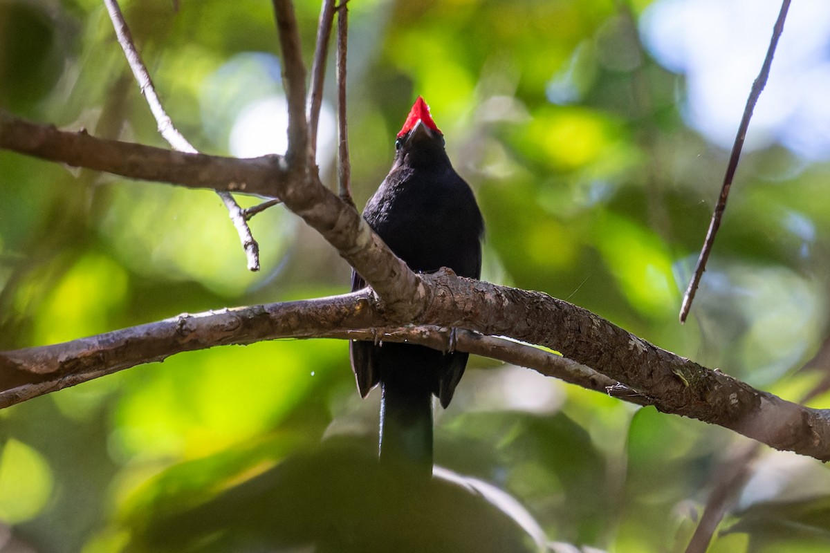 Helmeted Manakin - Fernanda Fernandex