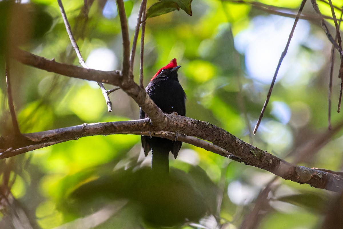 Helmeted Manakin - ML619519792