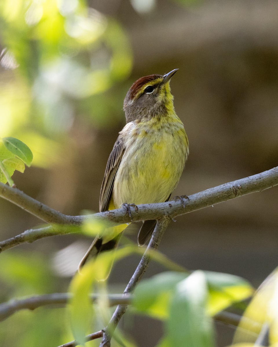 Palm Warbler - Varun Sharma