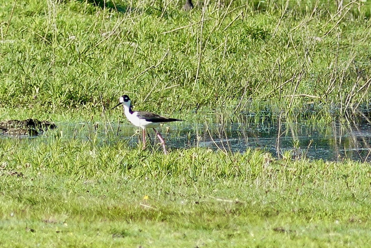 Black-necked Stilt - Jessica Bishop