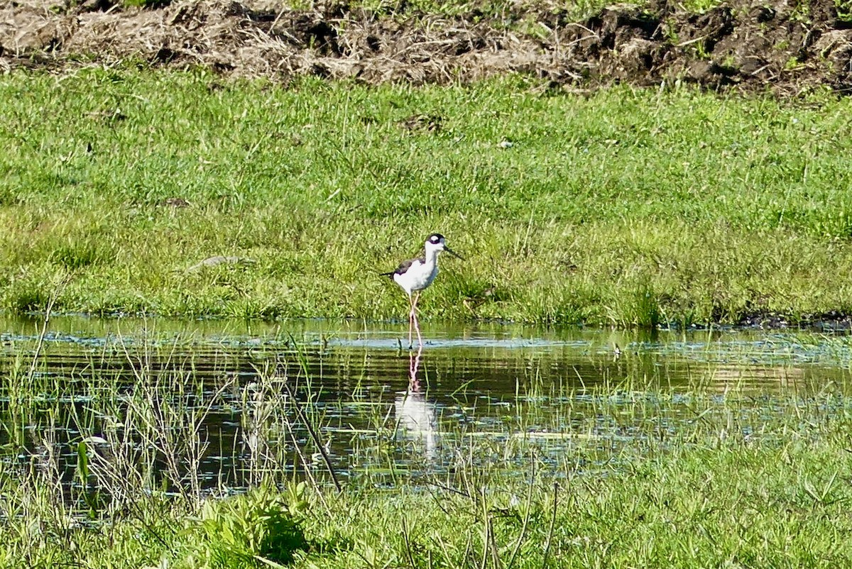 Black-necked Stilt - Jessica Bishop