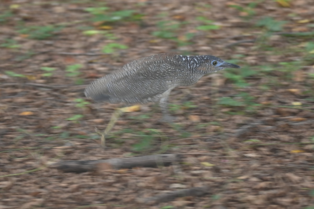 Malayan Night Heron - William Tsai