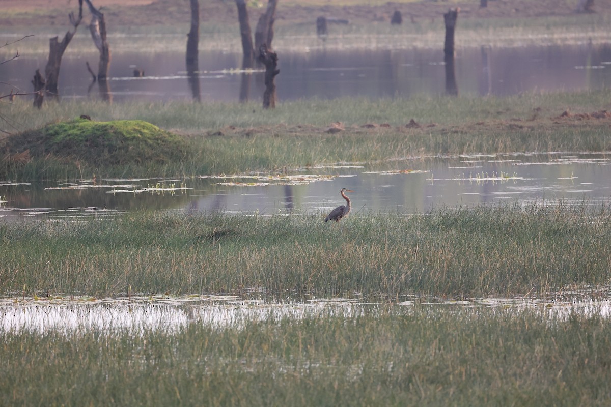 Purple Heron - Abhishek Shroti