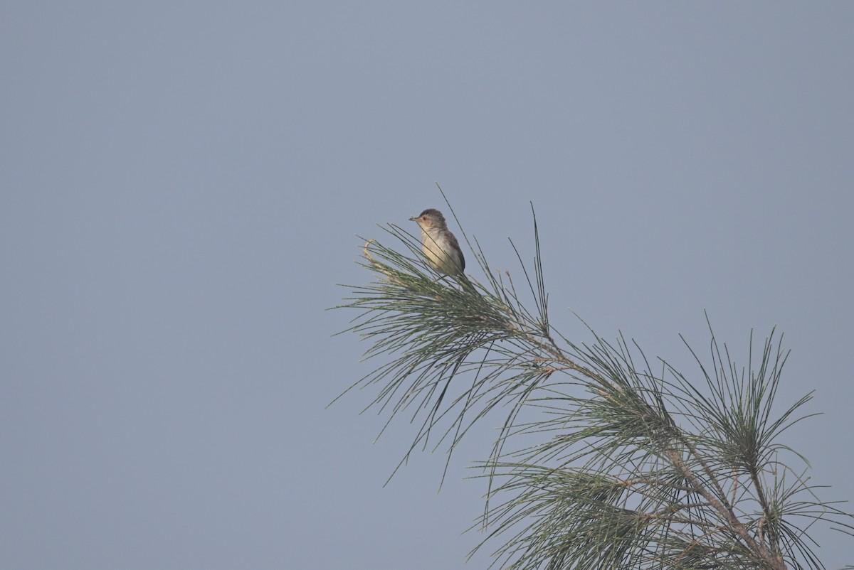 Plain Prinia - William Tsai