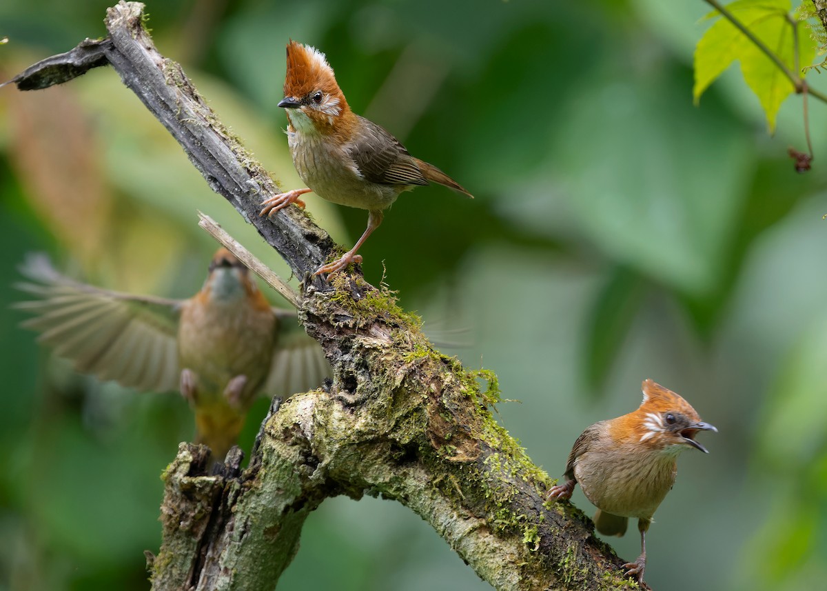 White-naped Yuhina - Ayuwat Jearwattanakanok