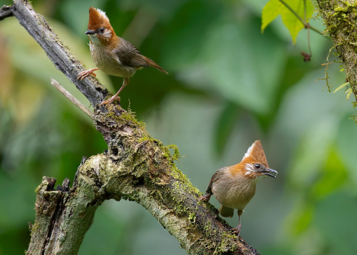 White-naped Yuhina - Ayuwat Jearwattanakanok