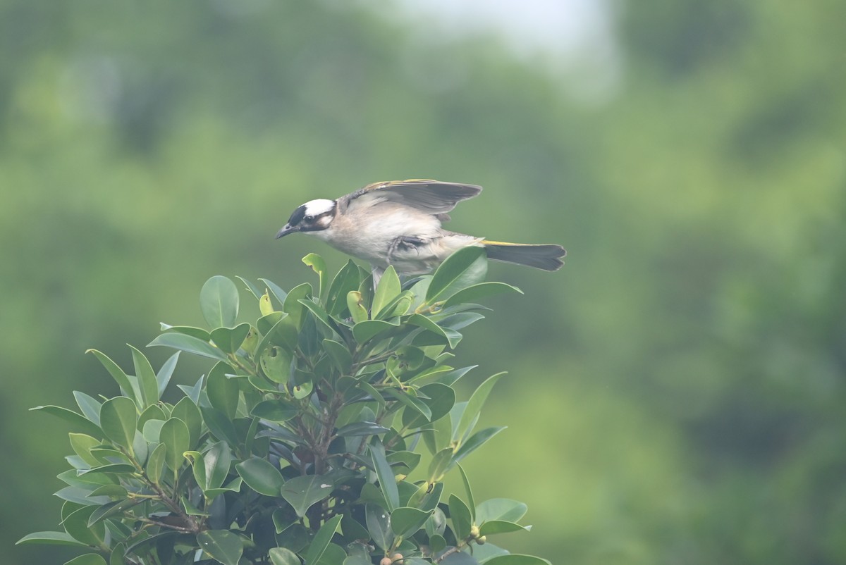 Light-vented Bulbul - William Tsai