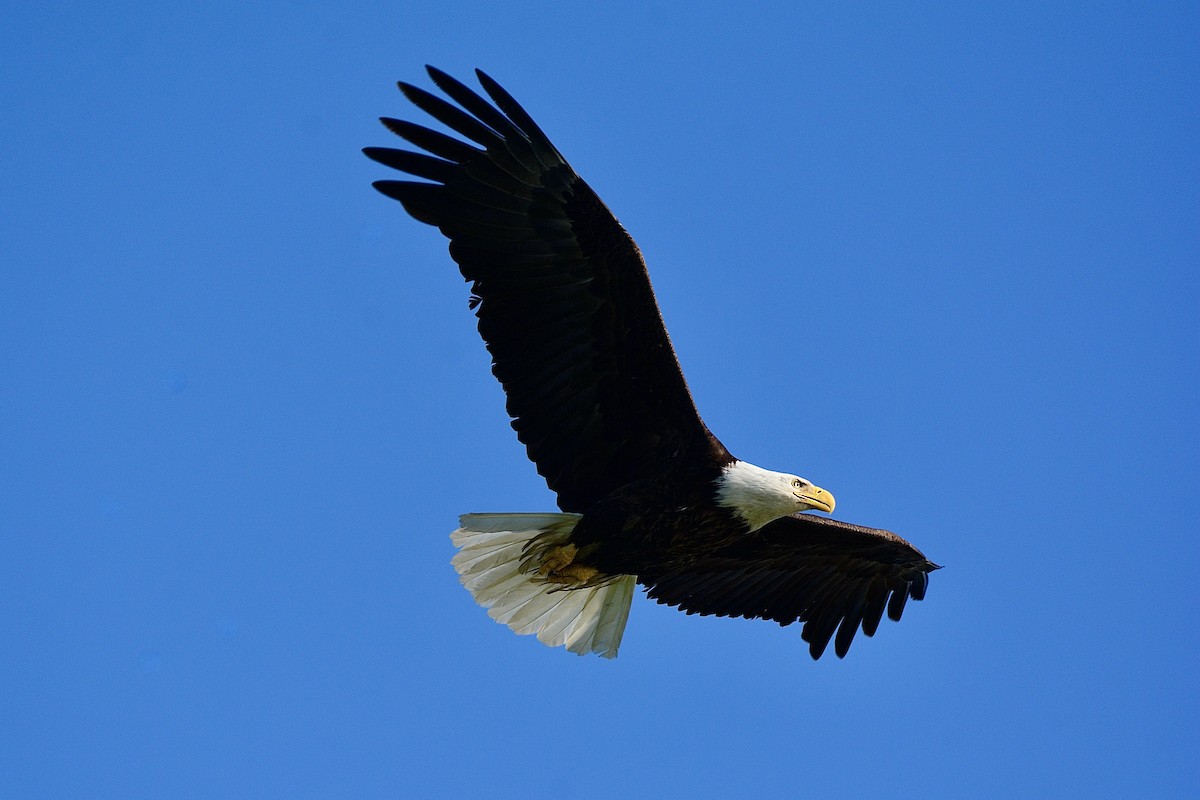 Weißkopf-Seeadler - ML619519835