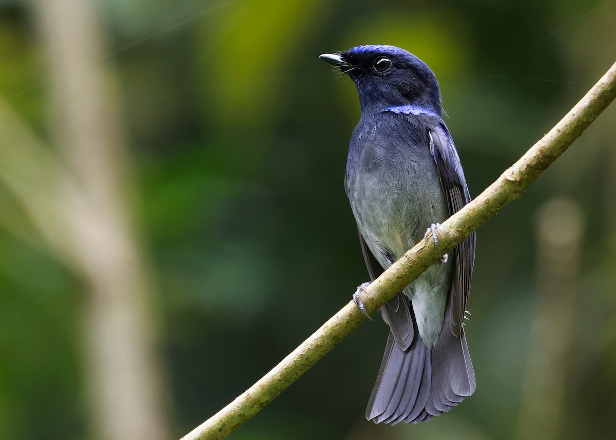 Small Niltava - Ayuwat Jearwattanakanok