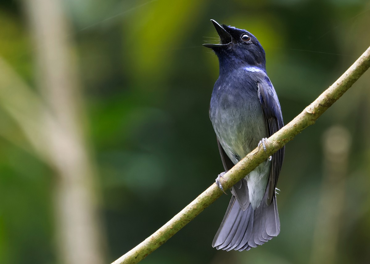 Small Niltava - Ayuwat Jearwattanakanok