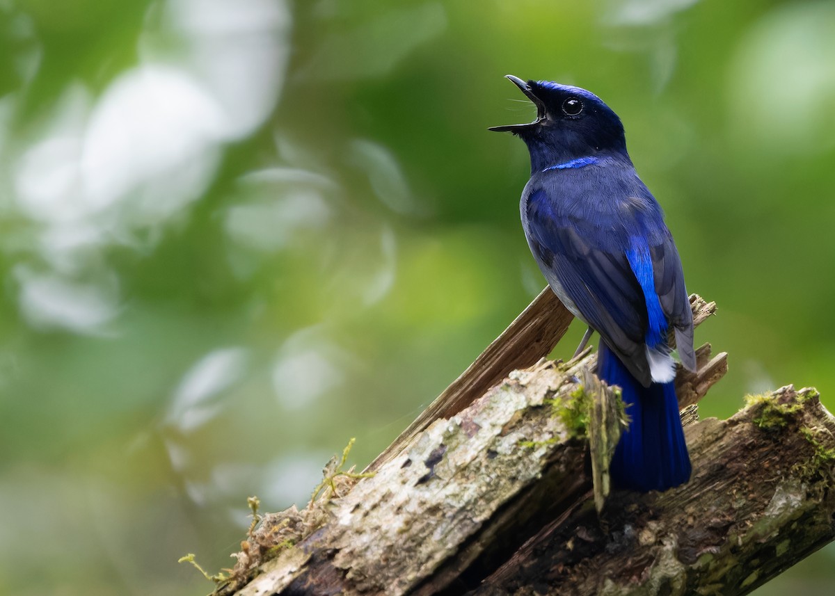 Feenblauschnäpper - ML619519842