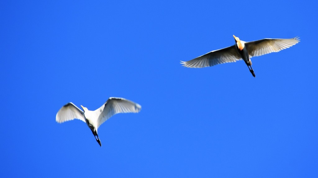 Eastern Cattle Egret - Jorge Juan Rueda