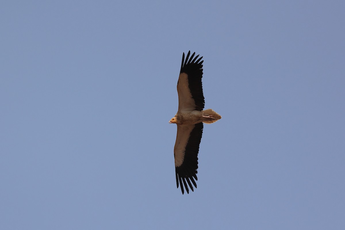 Egyptian Vulture - Abhishek Shroti