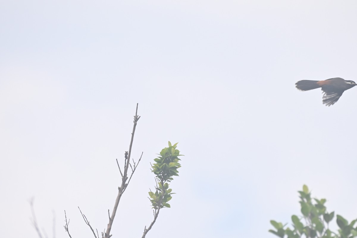 White-eared Sibia - William Tsai