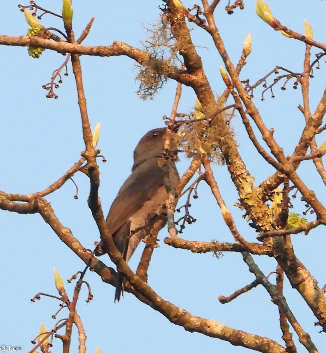 Black-winged Cuckooshrike - ML619519852