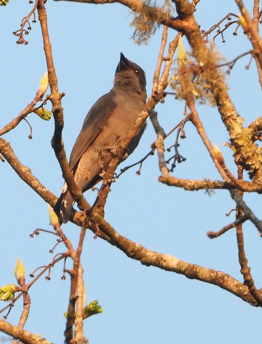 Black-winged Cuckooshrike - juee khopkar