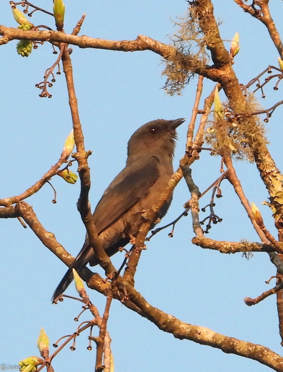 Black-winged Cuckooshrike - juee khopkar