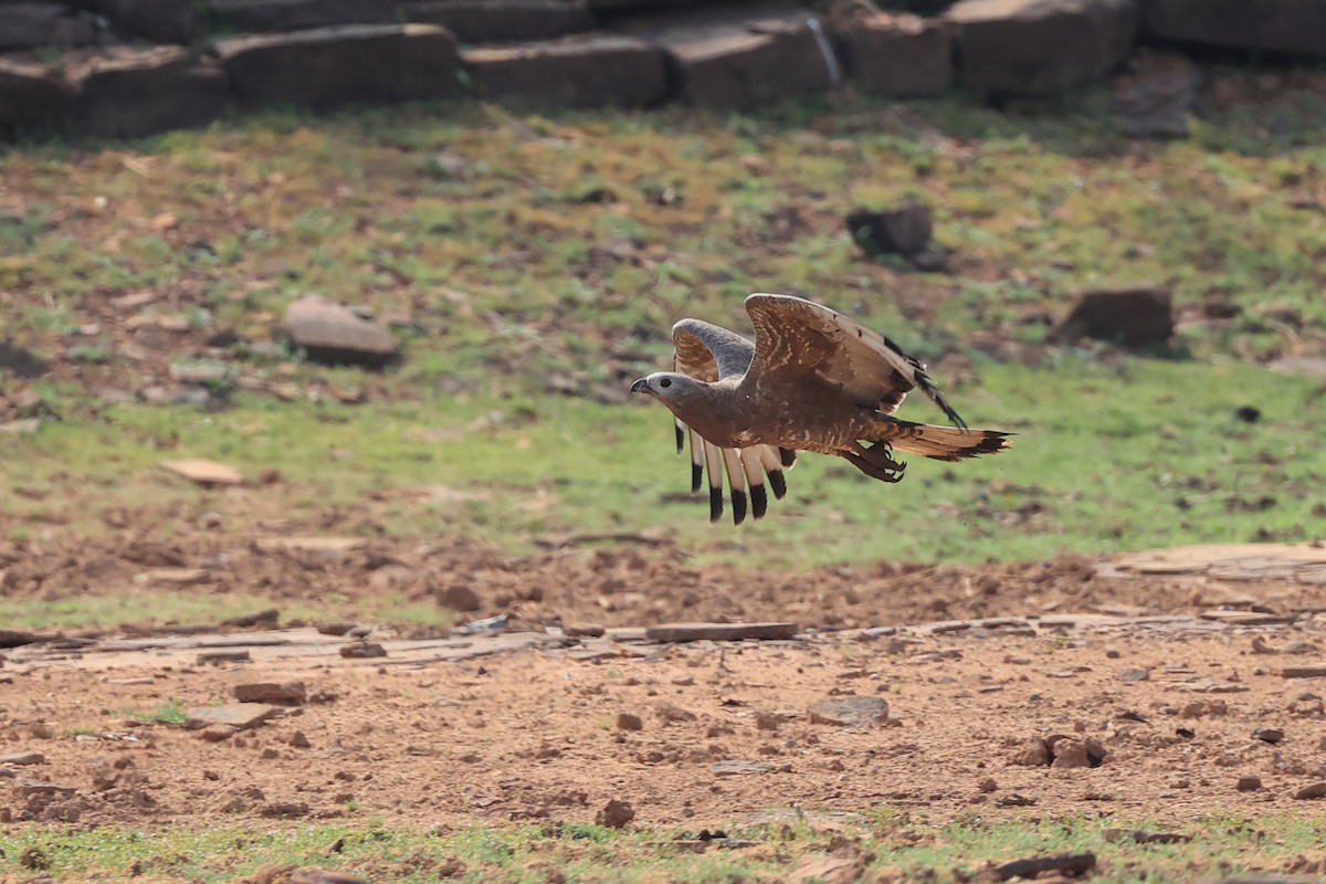 Oriental Honey-buzzard - Abhishek Shroti