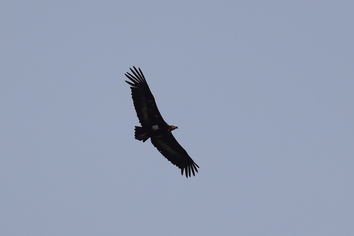 Red-headed Vulture - Abhishek Shroti