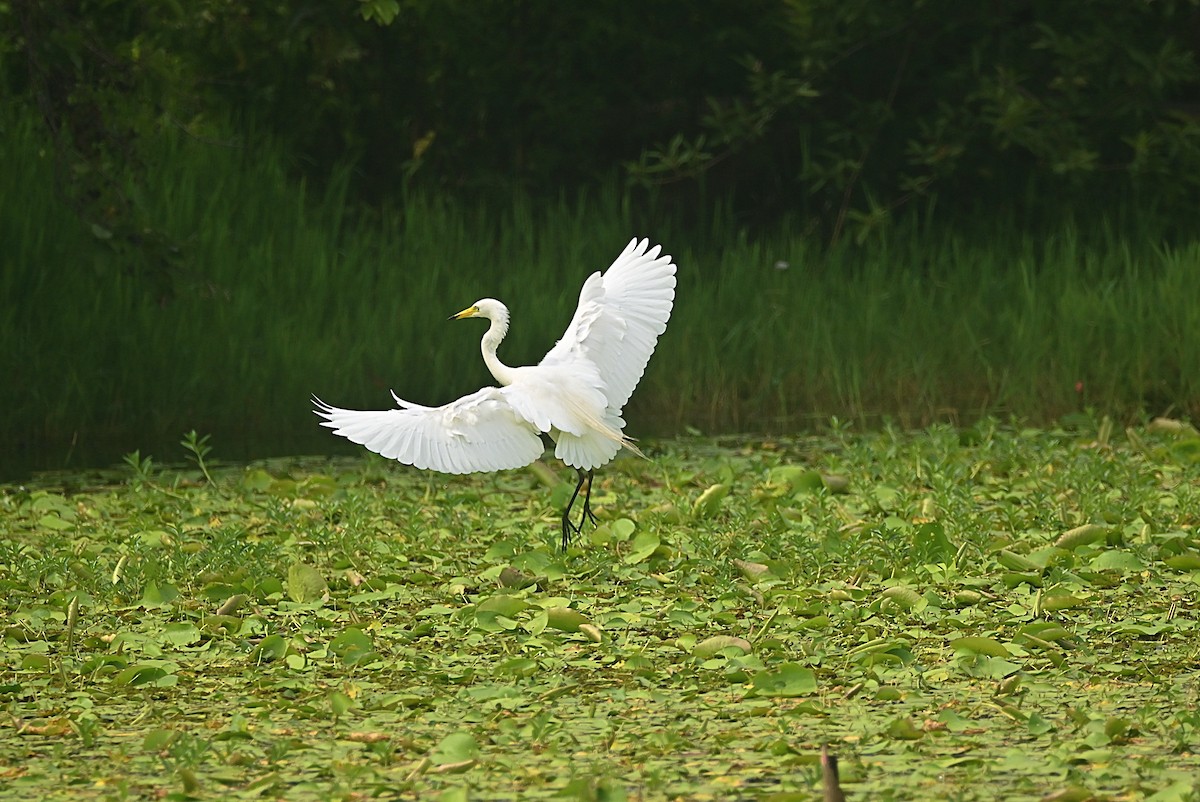 Medium Egret - William Tsai