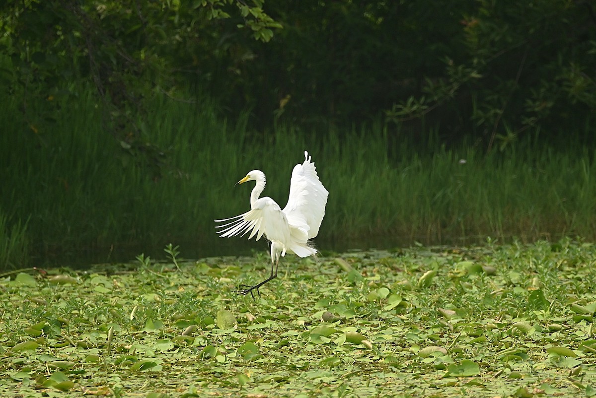 Medium Egret - William Tsai