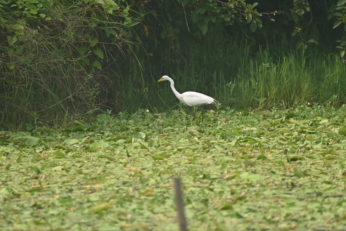 Medium Egret - William Tsai