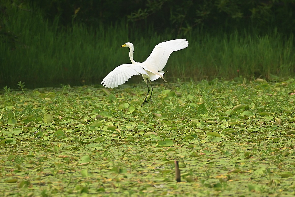 Medium Egret - William Tsai