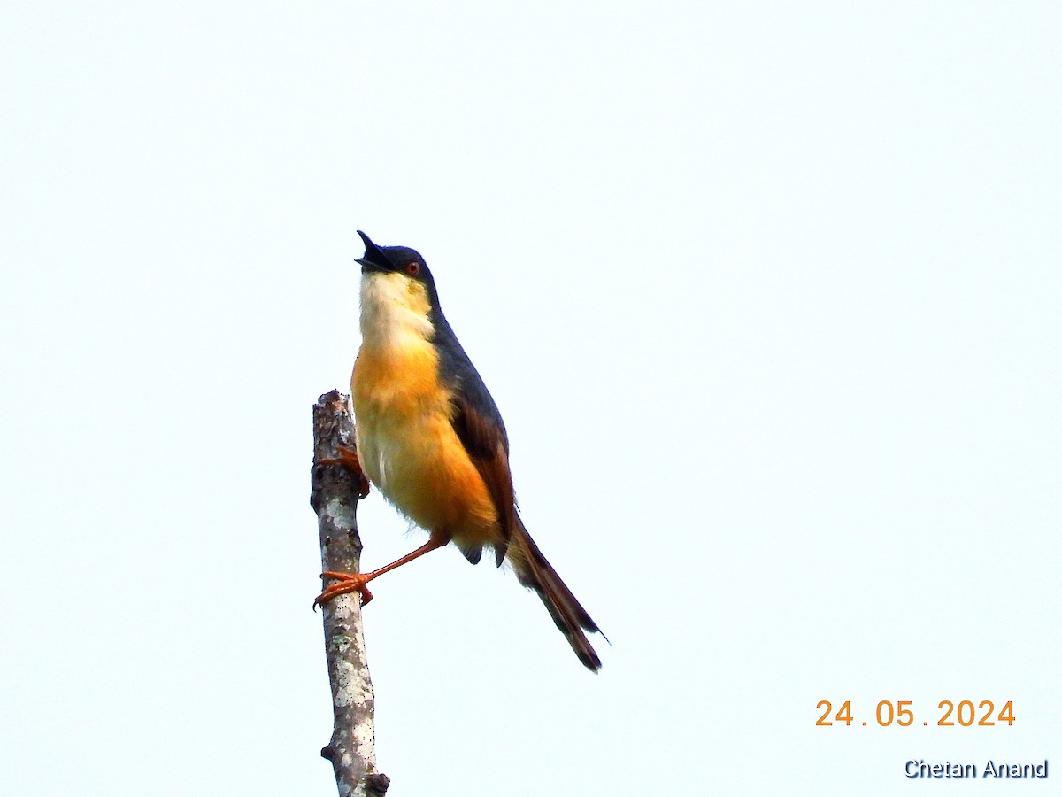 Prinia Cenicienta - ML619519870