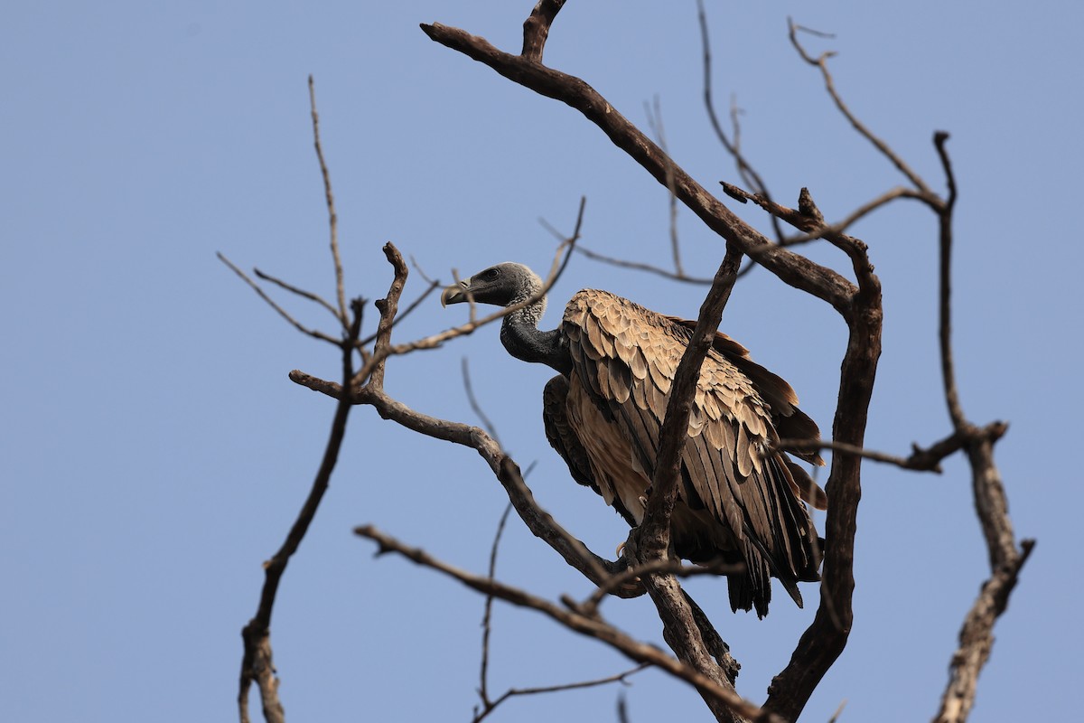 Indian Vulture - Abhishek Shroti