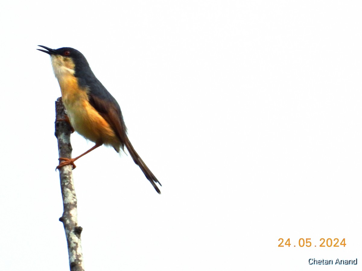 Ashy Prinia - ML619519873