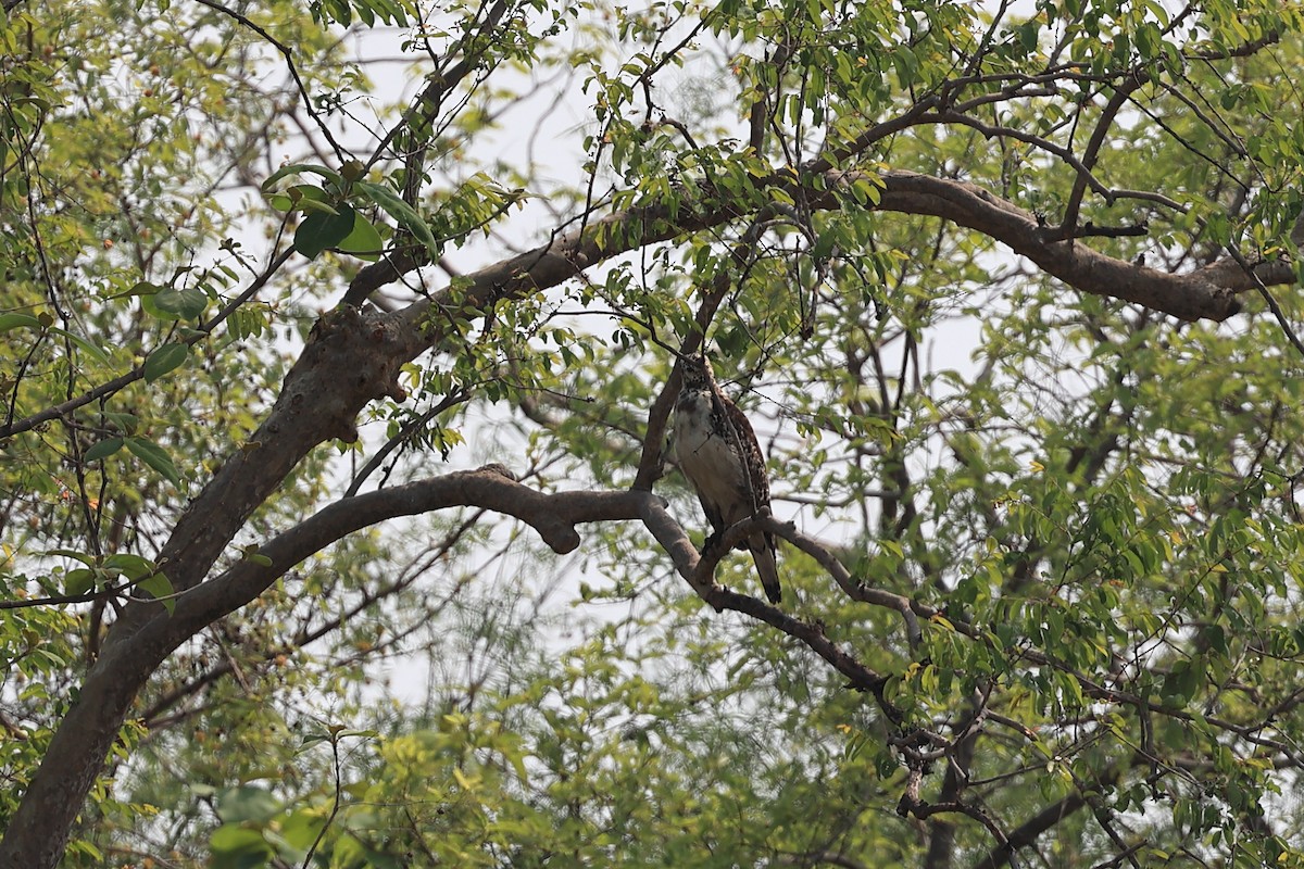 Crested Serpent-Eagle - Abhishek Shroti