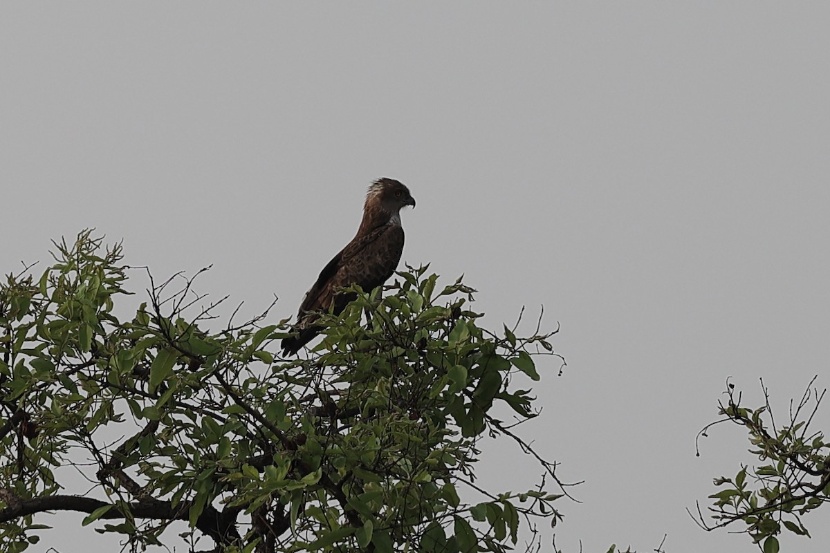 Short-toed Snake-Eagle - Abhishek Shroti