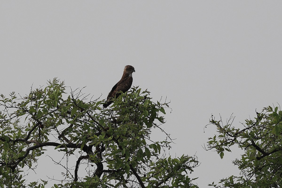 Short-toed Snake-Eagle - Abhishek Shroti