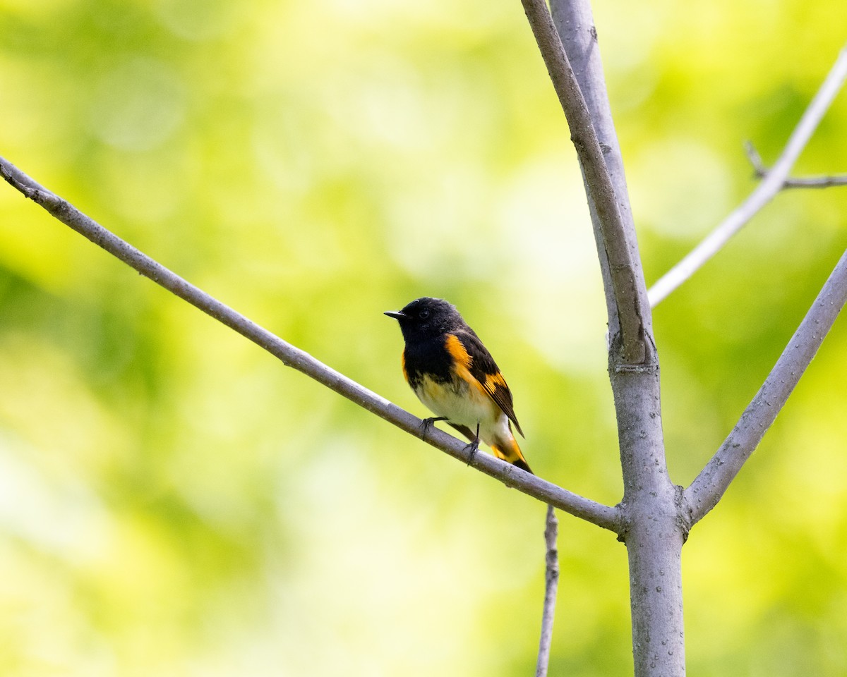 American Redstart - Varun Sharma