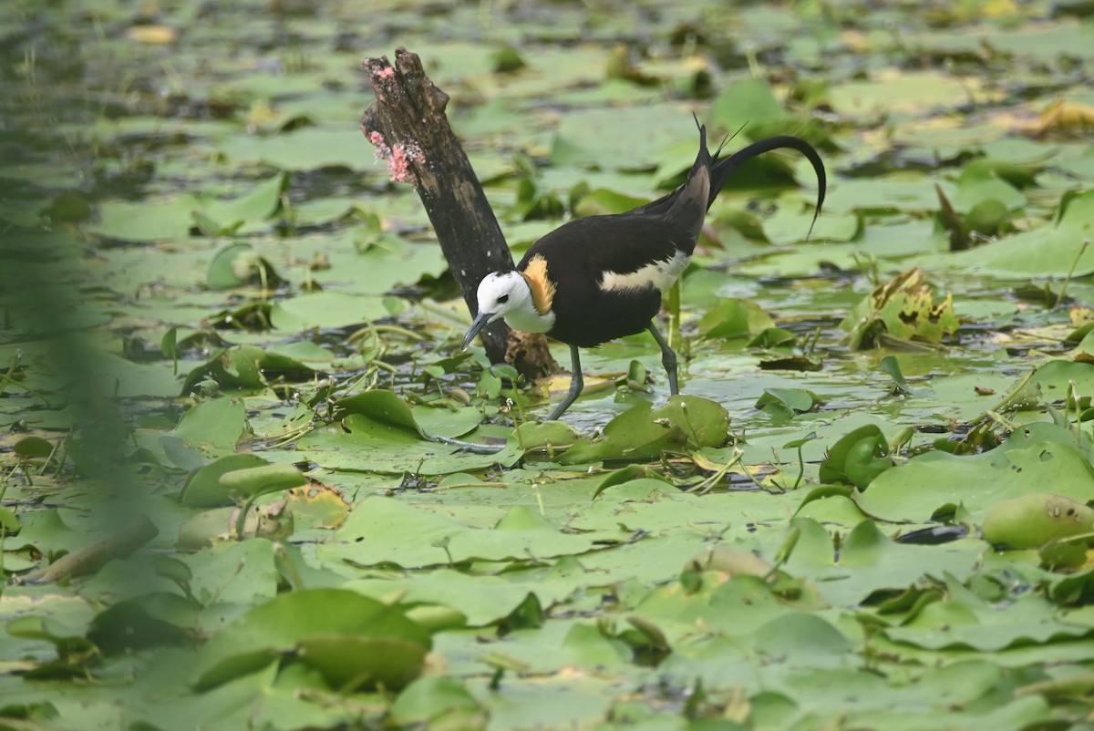 Pheasant-tailed Jacana - William Tsai