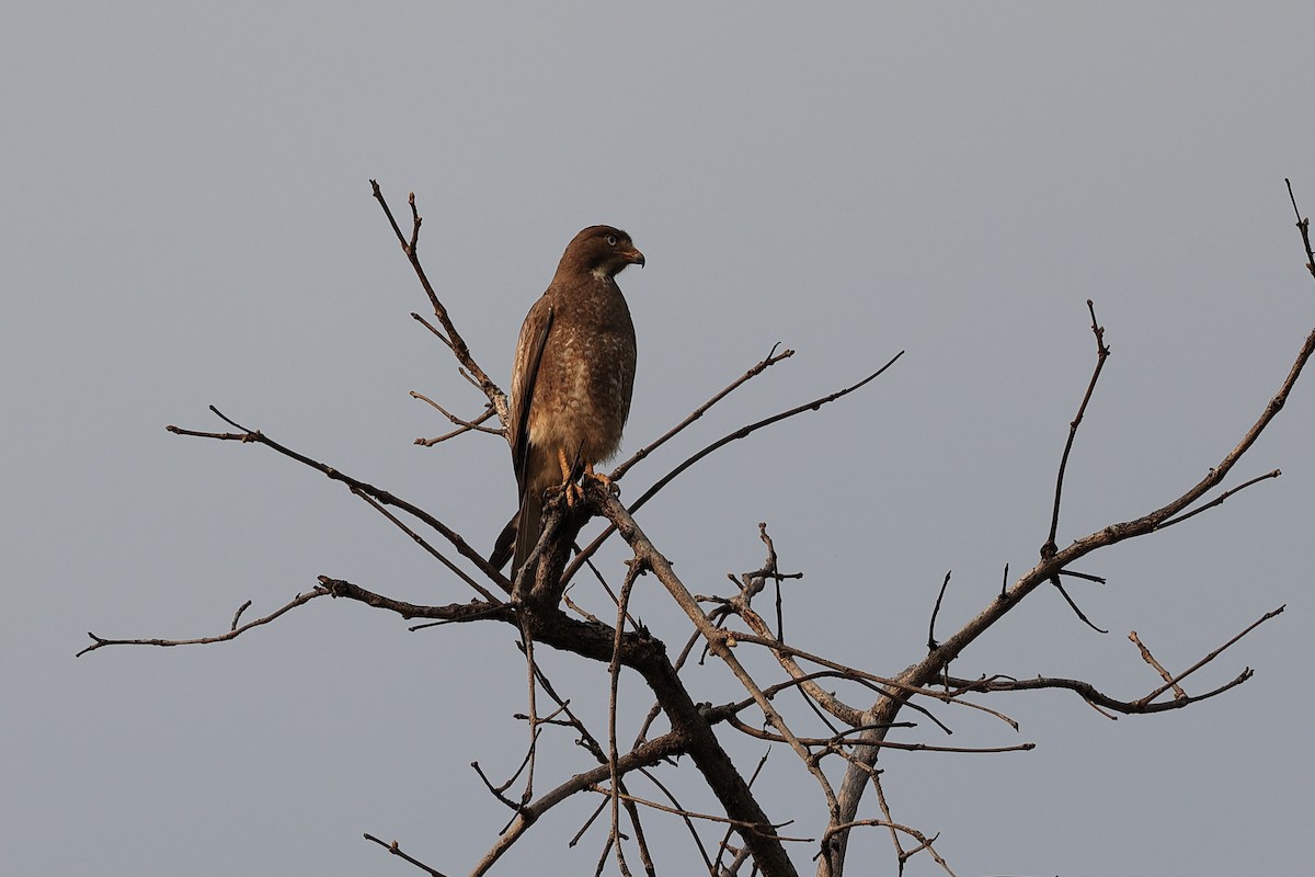 White-eyed Buzzard - ML619519889