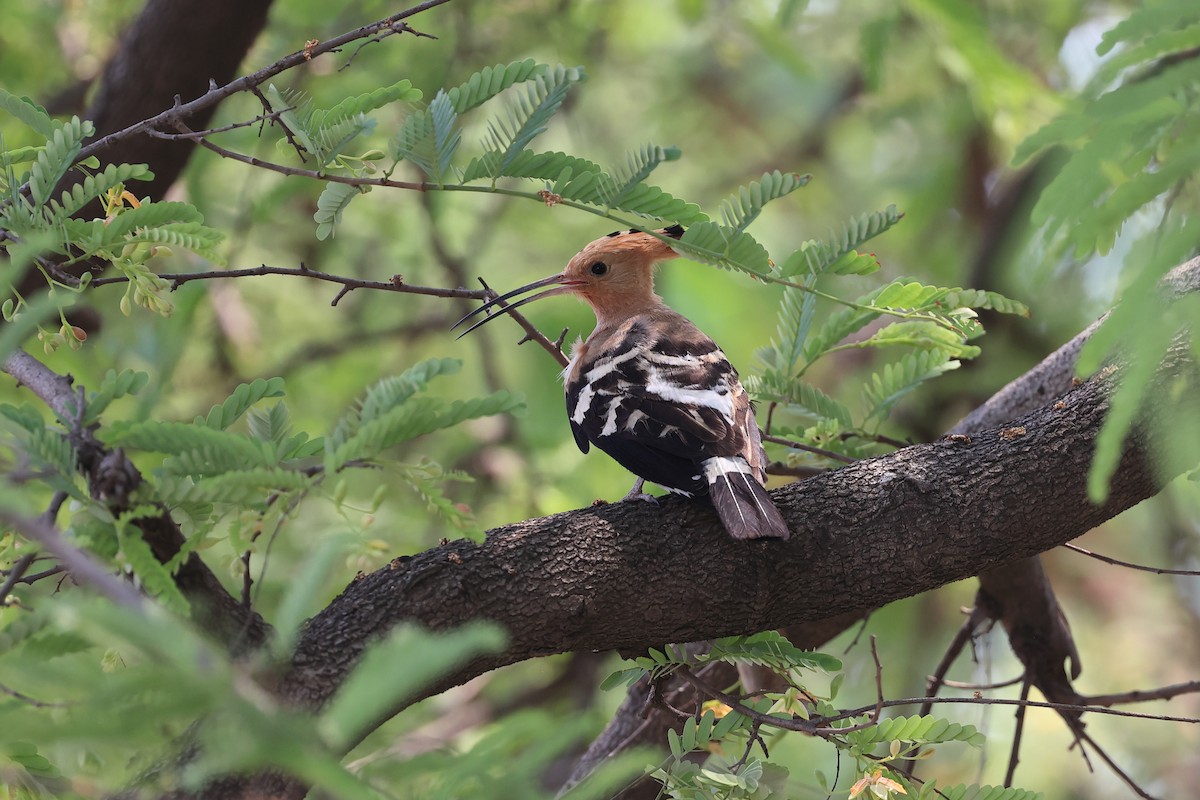 Eurasian Hoopoe - Abhishek Shroti